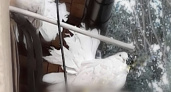 «Уже несколько дней гуляют по дороге»: новороссийцы ищут хозяев двух белых голубей