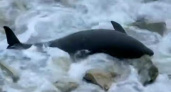 Мазутный апокалипсис в Черном море: экологи подсчитали погибших дельфинов и птиц