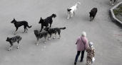 Жаловаться бесполезно: в Новороссийске до февраля не будут отлавливать бродячих собак