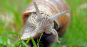 Дачники, не вздумайте давить слизней на участке - и вот почему: А вы об этом точно ничего не знали