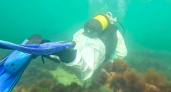 Мазута нет: дайверы исследуют дно у побережья Анапы