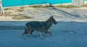 Как у себя дома: шакал гуляет по улицам Мысхако в Новороссийске