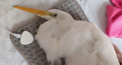 В Новороссийске волонтеры спасают редкую большую белую цаплю