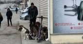 «Бросаются на людей»: стая собак пугает жителей Новороссийска