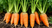 1 ложка в ведро — и морковь будет размером с кабачок: очень крупная и сладкая, как мед