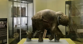 В музей Анапы привезли мамонтенка Любу