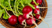 5 ложек на ведро, и редис вырастет крупным и сладким — рецепт самой рабочей подкормки от опытного агронома