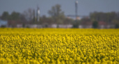 Зелено-желтое великолепие: под Анапой зацвели рапсовые поля