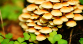 Соберёшь — сядешь на 9 лет: эти грибы лучше обходить стороной
