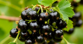 Черная и красная: чем подкормить смородину во время цветения для обильного урожая крупных и сладких ягод