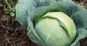 Меловой взрыв для грядки: кочаны-гиганты хрустят, как миллион долларов! Бабушкин секрет, о котором молчат агрономы
