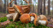 Ученые назвали самый полезный гриб: не шампиньоны, не вешенки и в разы полезнее лисичек