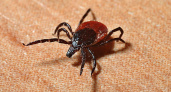 Клещ дуреет от этой группы крови: вот, кому лучше не ходить в леса и парки