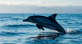 Где в Краснодарском крае еще можно увидеть дельфинов и нет медуз?