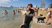 Жителям Новороссийска запретят приводить собак на пляж, исключение – поводыри