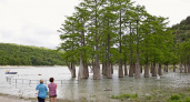 На озере Сукко под Анапой появились молодые кипарисы