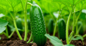 Огурцы "дуреют" от такой подкормки: проверенный временем рецепт – урожай попрет как в промышленных теплицах