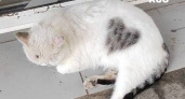 Кот Веня с сердечком на шерсти покорил туристов Анапы