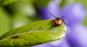Клещи в дикой панике: этот народный способ заставит паразитов исчезнуть с вашего участка