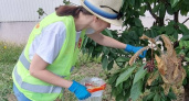 В Новороссийске выявили пять опасных вредителей растений