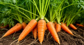 Посадите этот сорт моркови после 25 июля: рекордный урожай вам гарантирован в сентябре