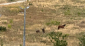 Администрация Новороссийска не нашла нарушений в содержании лошадей на пастбище в Алексино