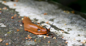 Гигантские слизни обосновались в огороде - простой лайфхак, как победить злейших врагов вашего урожая