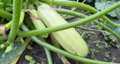 Закидываем под кабачки и остаемся в восторге - через 2 дня собираем второй урожай: спеют до октября