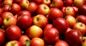 Секрет, который знали наши бабушки: как за один день превратить простые яблоки в золотой запас на всю зиму