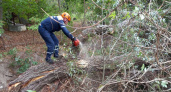 Под Новороссийском спасатели распили дерево, рухнувшее в русло реки