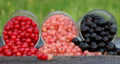 Берём борную кислоту: смородина будет точно крупной, сладкой и сочной в следующем году