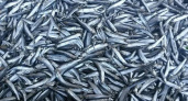 Шок на прилавках: хамса в Новороссийске может подорожать до 700 рублей за килограмм