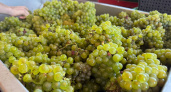 В Новороссийске собрали рекордный урожай винограда: 15,5 тысяч тонн
