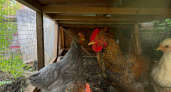 Длинная или короткая кормушка для кур — как правильно выбрать и где поставить: советы фермеров с опытом