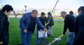 «Сад памяти»: на набережной Новороссийска появилось 20 молодых лип  