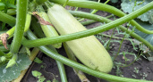 Сажаю только эти кабачки 7-й год: Плоды через 35 дней, гарантированный урожай - 7 кг с 1 метра грядки