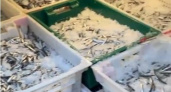 Новороссийская хамса впервые отправилась на экспорт в Турцию