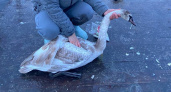 Истрия со счастливым концом: в Анапе спасли лебедя с рыболовной леской на шее 