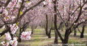Под Новороссийском хотят организовать фотосессии в миндальном саду, а первый урожай орехов планируют собрать в 2026-2027 году