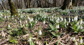 Подснежники и «колокольчики» под запретом: в Краснодарском крае будут штрафовать за сбор редких первоцветов 