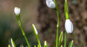 Весна идет, весне дорогу! В Новороссийске замечены первые подснежники: где можно полюбоваться нежными цветами 