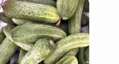Бомбические сорта огурцов на все случаи: хрустящие, плотные — вымахивают до 25 см