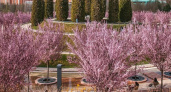 Сакура, шалфей и глициния: календарь цветения в парке Галицкого на весну 