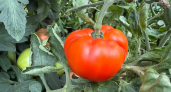 Помидоры по 400 грамм и никакой фитофторы: дачники навзрыд плачут от счастья, найдя этот сорт