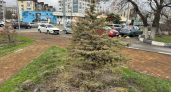 День сурка в Новороссийске: на центральной аллее снова высадили ели, которые не приживаются и регулярно засыхают в южном климате 
