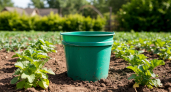 Ведро посреди грядки: сумасшедший лайфхак, который заставит соседей крутить пальцем у виска, пока они не увидят результат