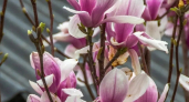 «Ну какова красота!»: в Новороссийске распустилась магнолия - где можно полюбоваться душистыми цветами
