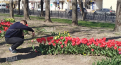 Цветов уже не море: в Новороссийске в парковой аллее распускаются тюльпаны - фоторепортаж НАШЕЙ