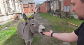 В Кропоткине ослик сбежал из цирка и теперь ищет новых хозяев 