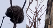 Енот-верхолаз: в центре Новороссийска спасатели снимали с дерева полосатого беглеца